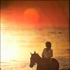 King Carole -- Thoroughbred (1)