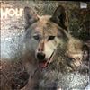 Way's Darryl -- Wolf   Canis Lupus (1)