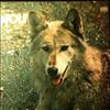 Way Darryl's Wolf -- Canis Lupus (1)