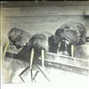 Walrus -- Same (1)